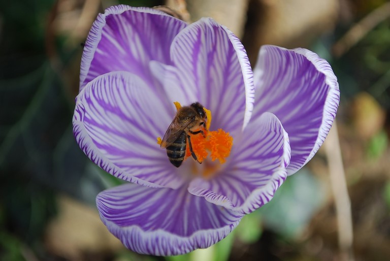Hold up dans le crocus abeille et crocus